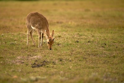 During the day on the green grass brown deer
